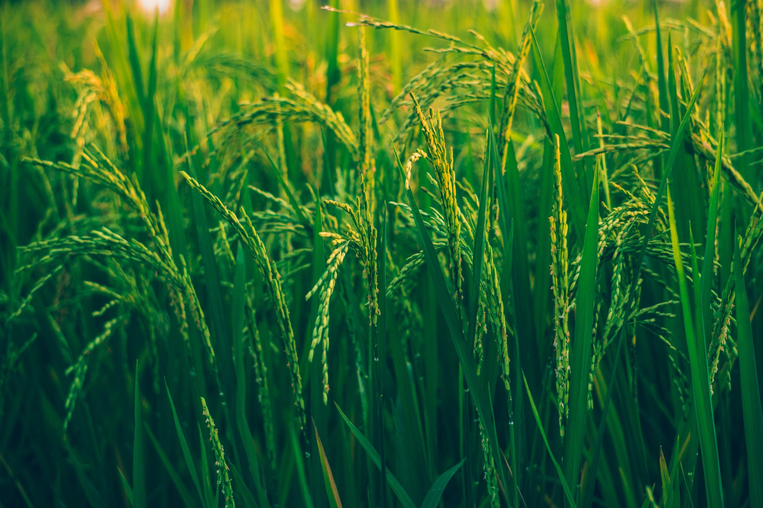 pexels-ashutoshsonwani-1509607 (1)